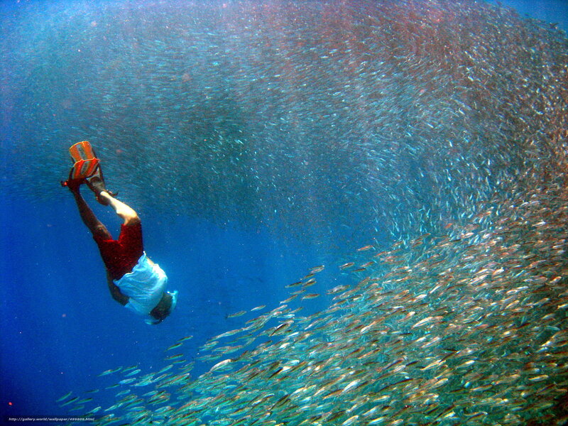 snorkeler with fish school