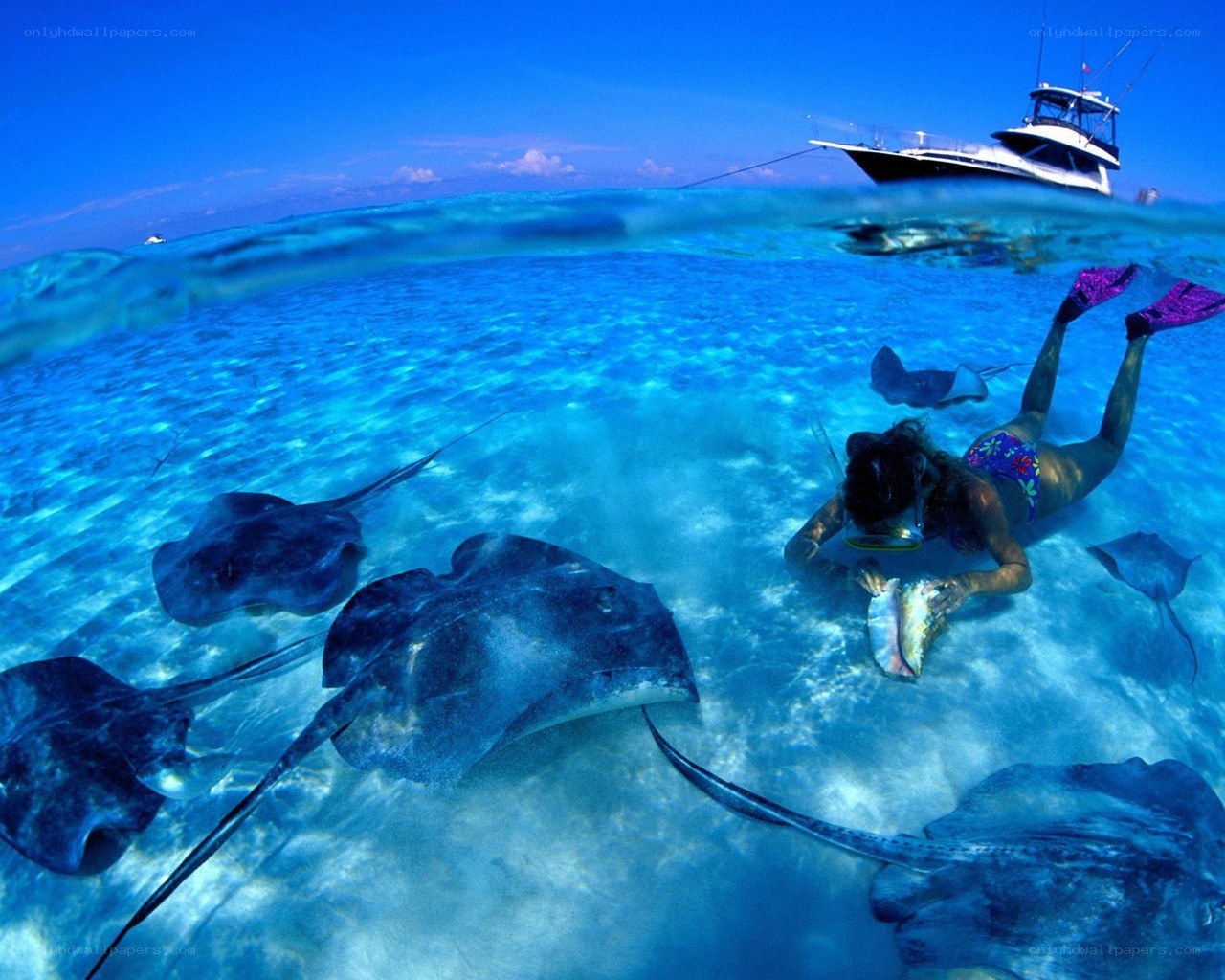 Snorkeler with stingrays in clear water
