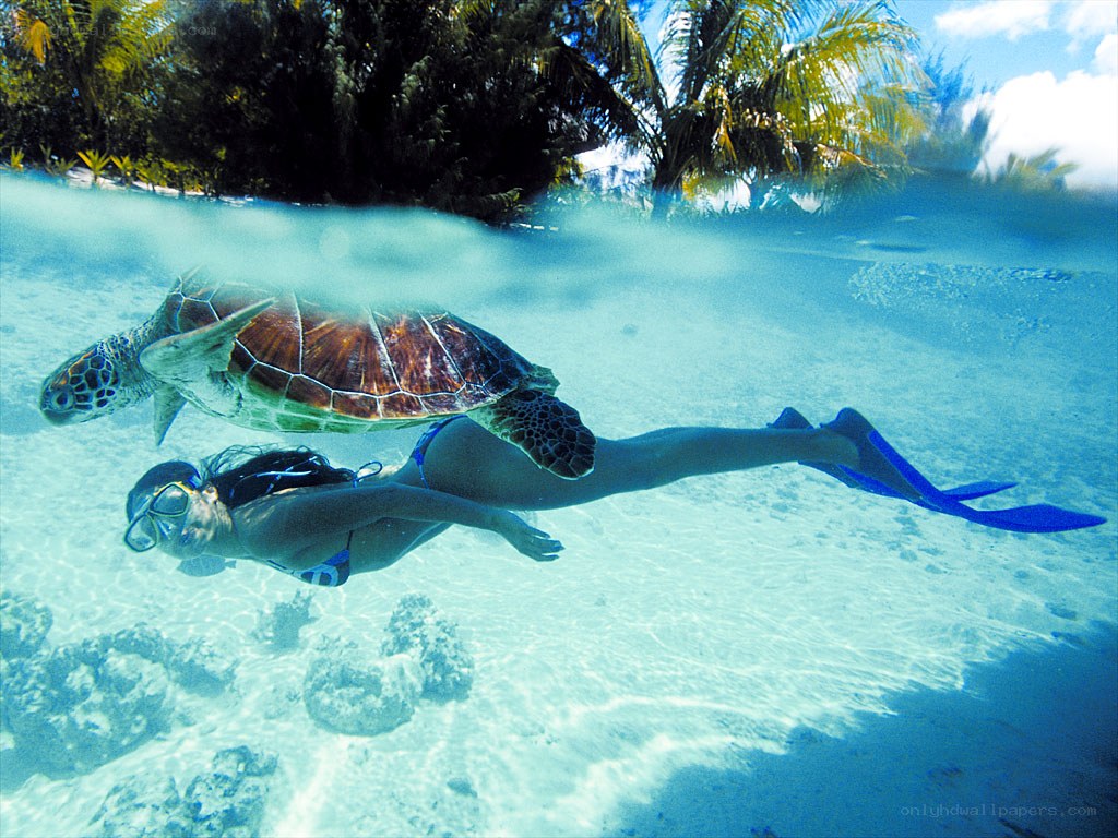 Snorkeling with sea turtle