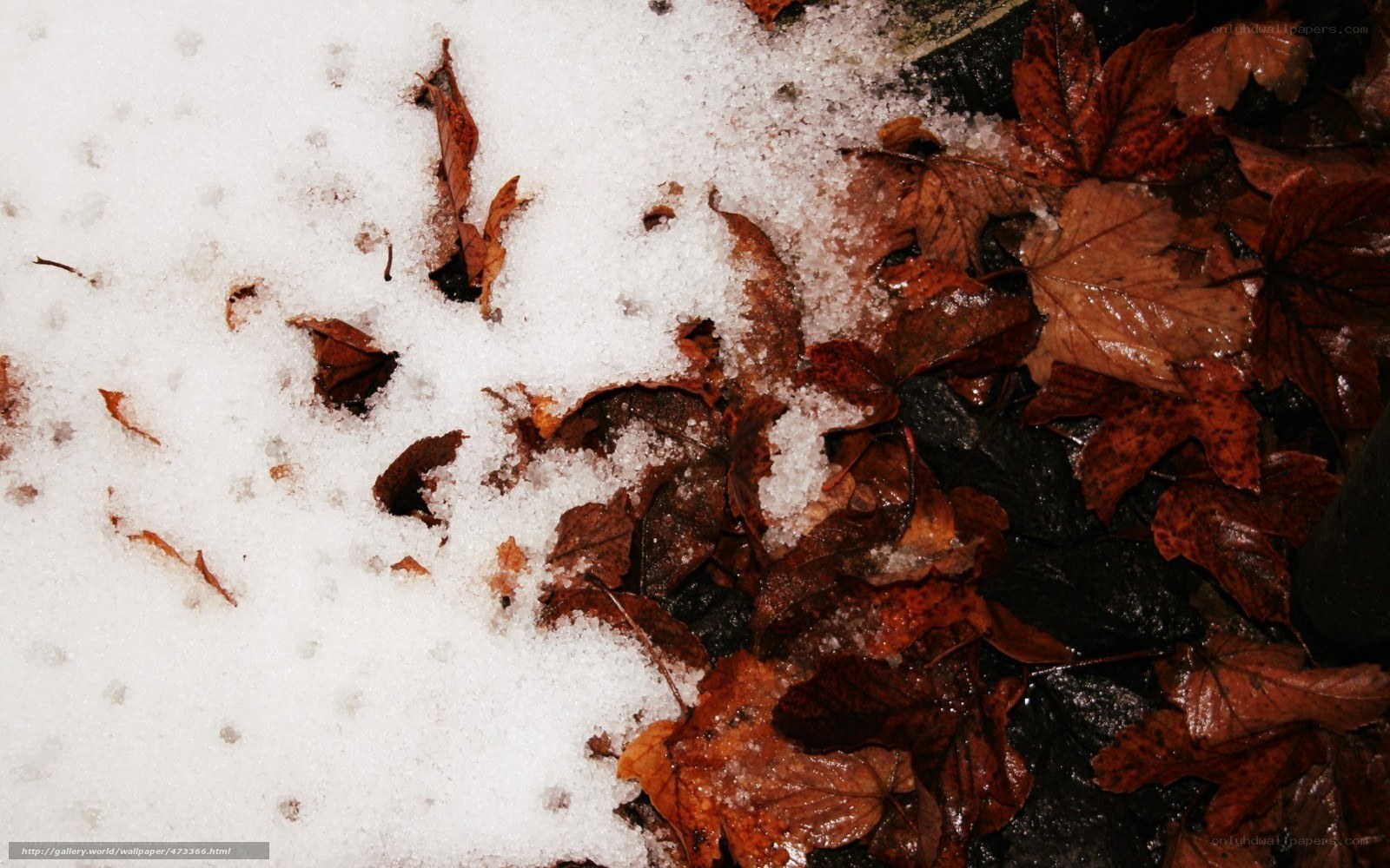 snow and autumn leaves
