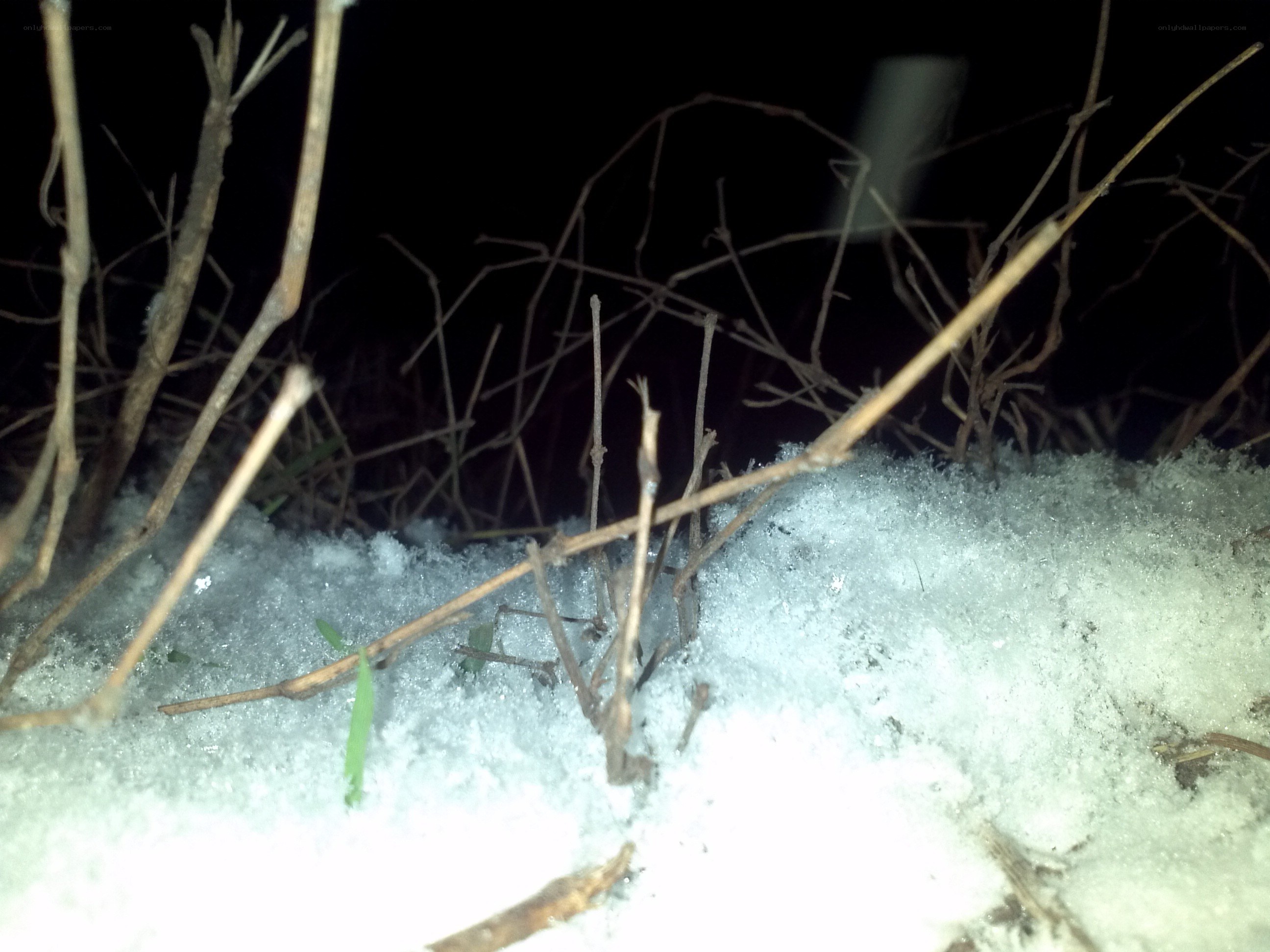 snow and dry plants at night