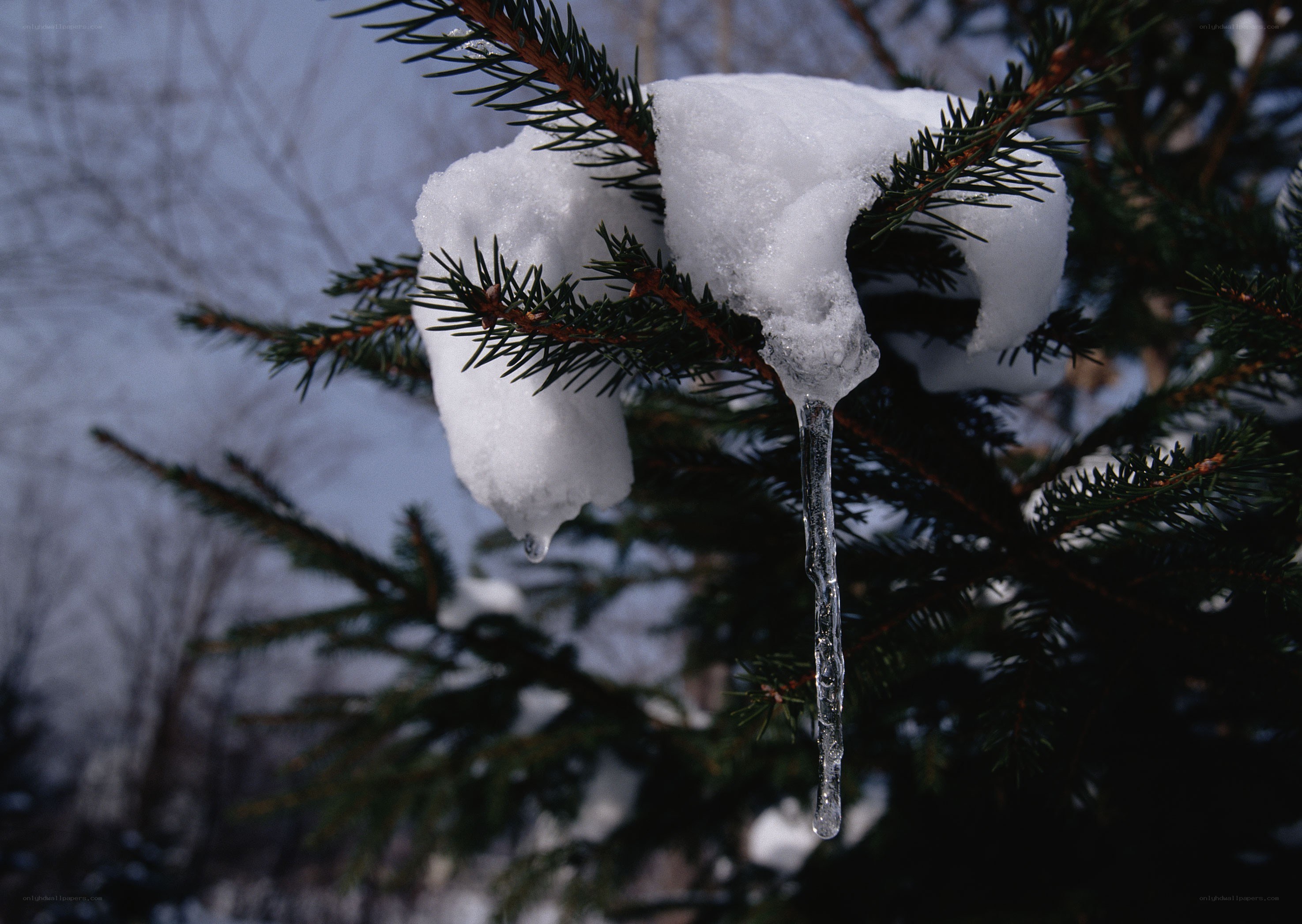 Snow and icicle on pine branch