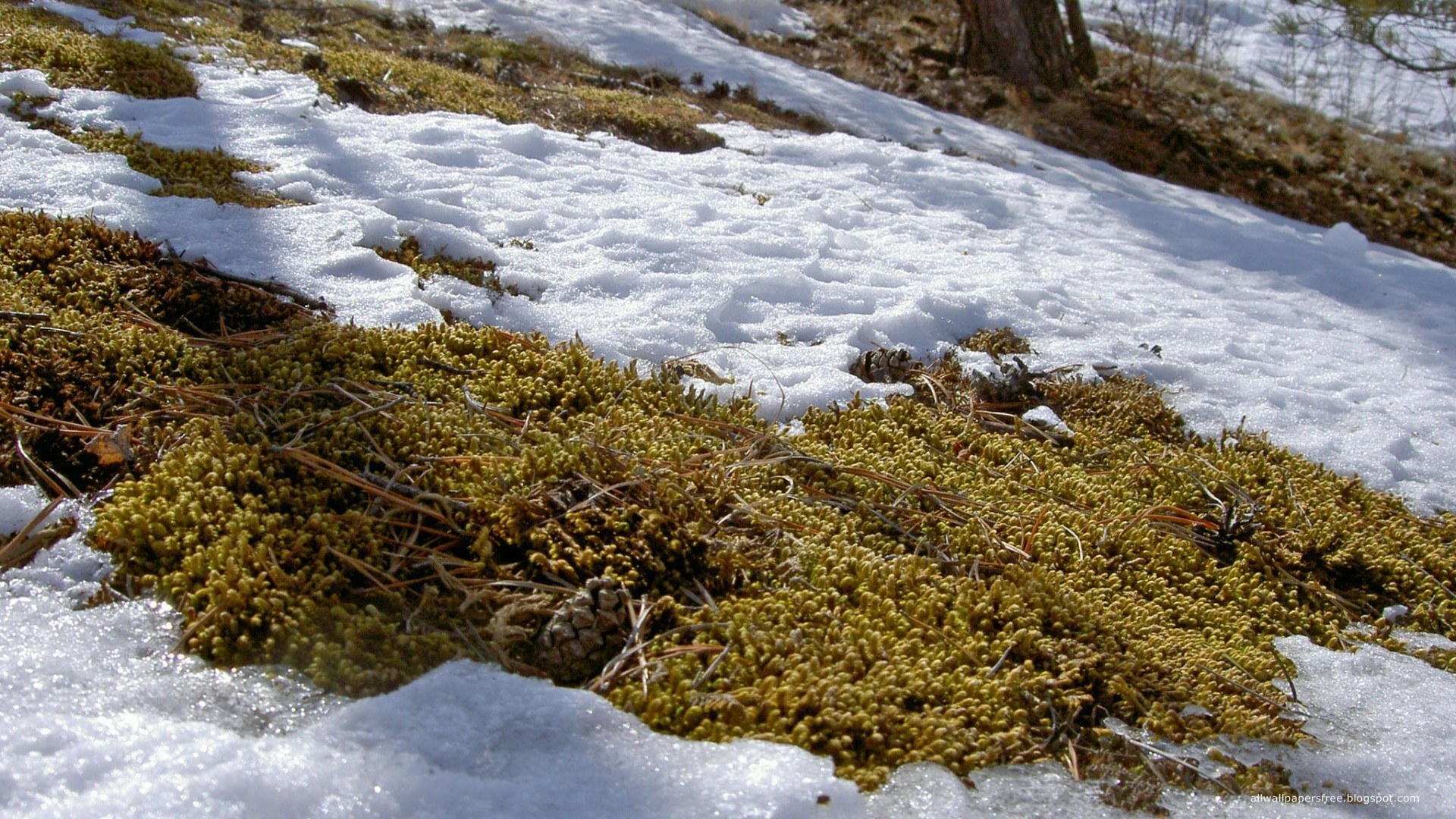 Snow and moss on a forest floor