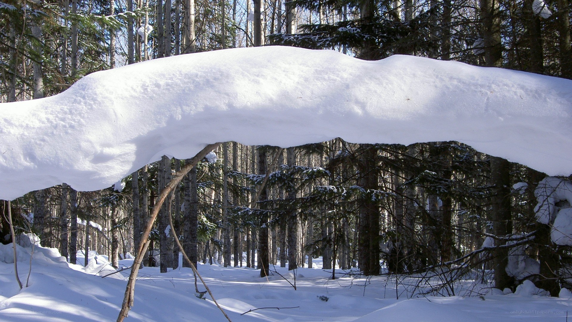 Snow arch in winter forest