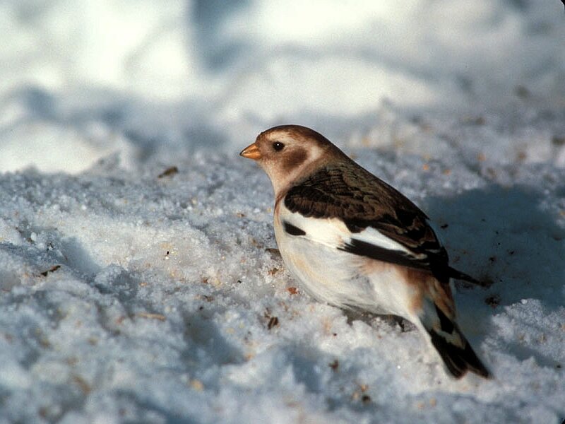 Snow Bunting in Snow