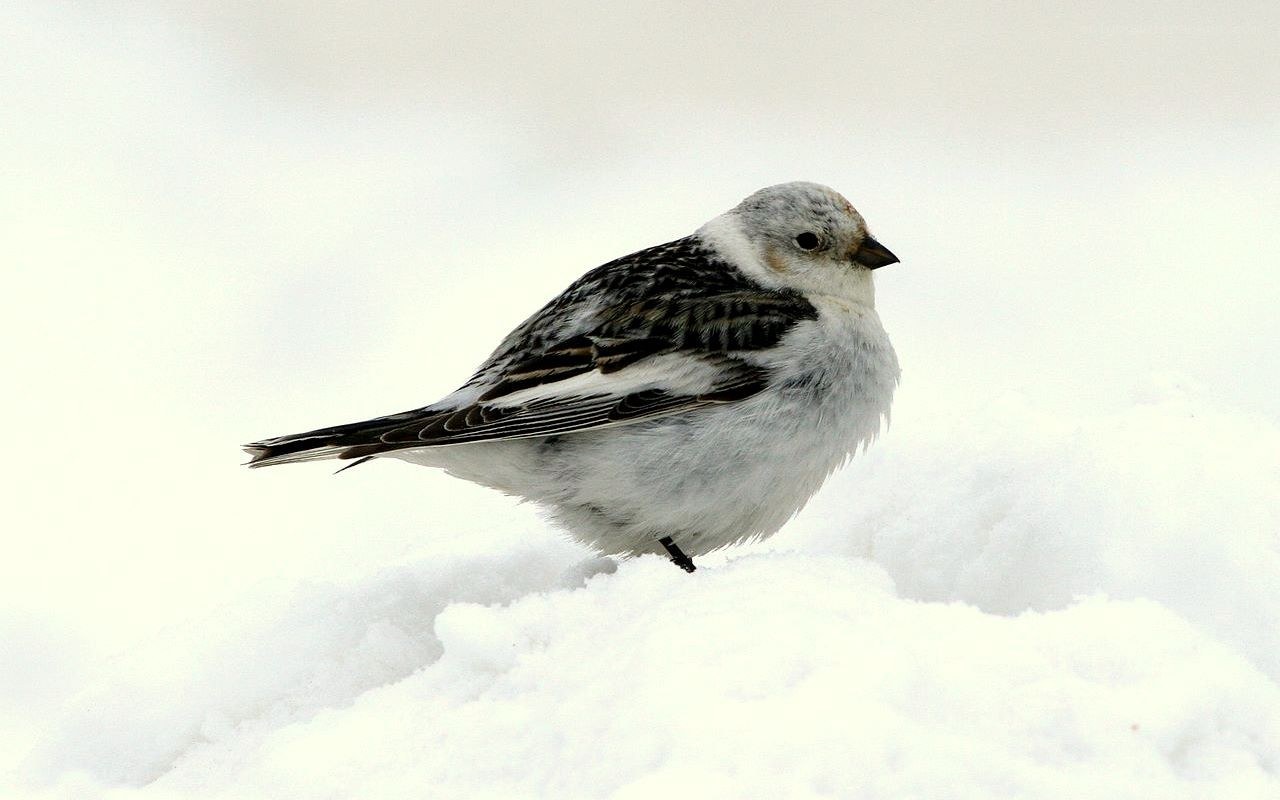 Snow bunting in winter