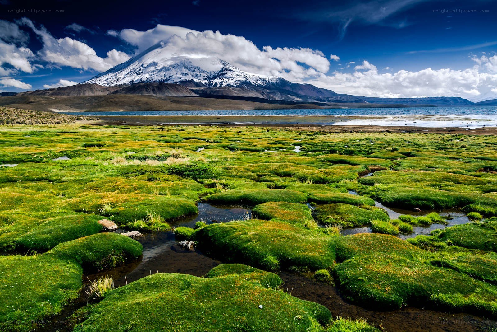 Snow-capped mountain and green marsh