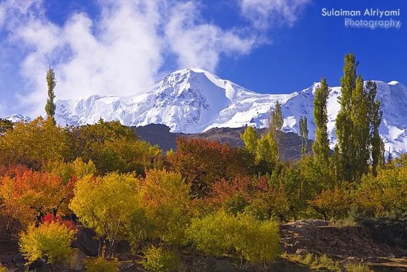 Snow-capped Mountain and Trees