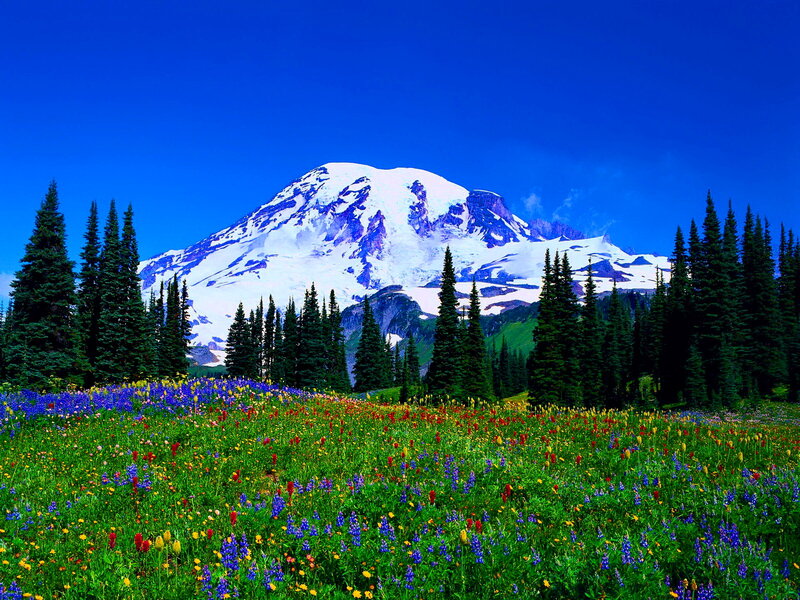 Snow-capped Mountain and Wildflowers