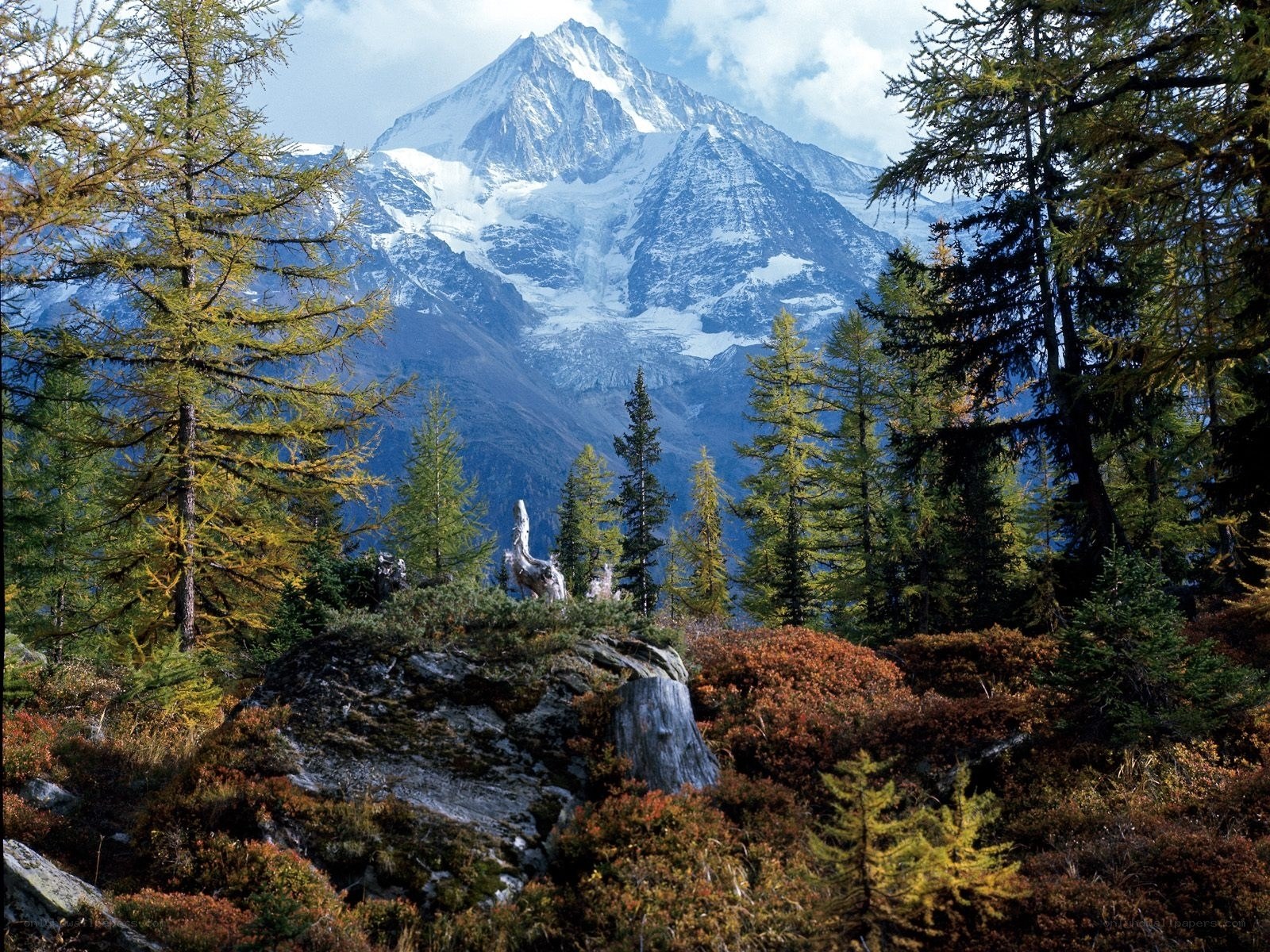 Snow-capped mountain in forest