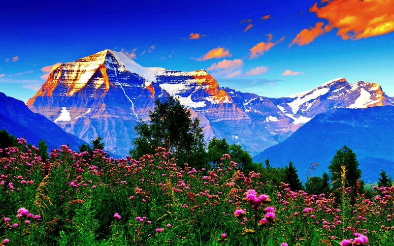 Snow-capped Mountain Peak — Blue, Dramatic, Sunrise, Photograph, Flowers