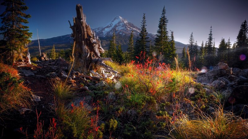Snow-capped Mountain Peak — Blue, Dramatic, Sunset, Photograph, Tree Stump