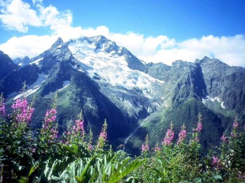 Snow-capped Mountain Peak — Blue, Serene, Summer, Photograph, Flowers
