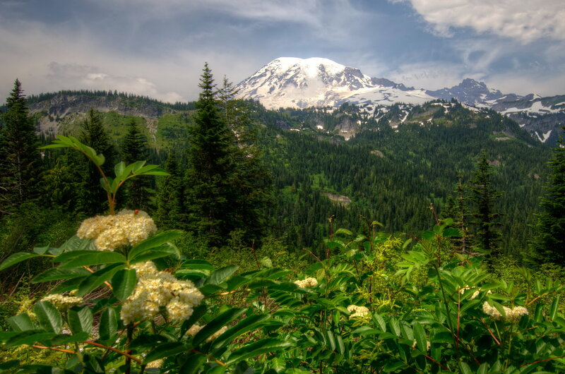 Snow-capped Mountain Peak — Green, Serene, Summer, Photograph, Forest, Flowers