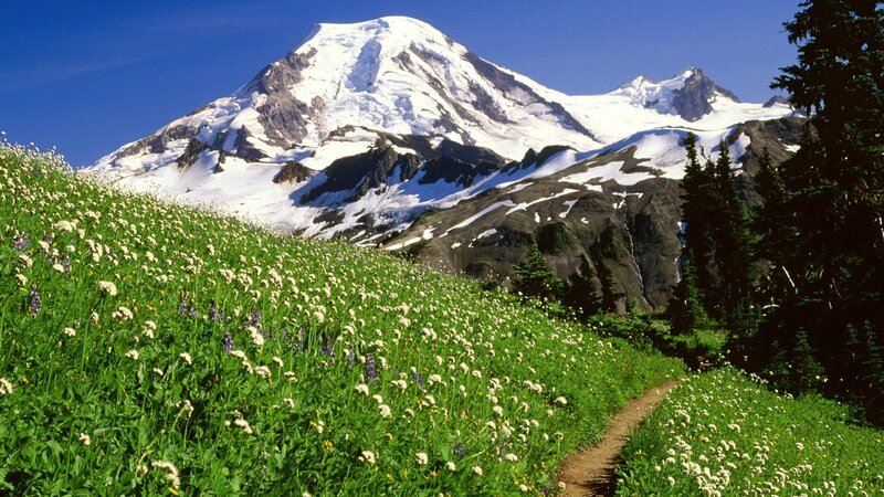 Snow-capped Mountain Peak — Green, Serene, Summer, Photograph, Wildflowers, Path