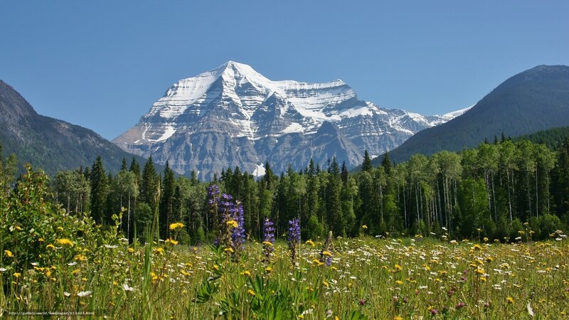 Snow-capped Mountain Peak — Green, Serene, Summer, Photograph, Wildflowers