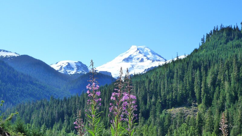 Snow-capped Mountain Peak — Green, Serene, Summer