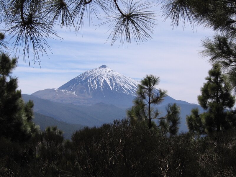Snow-capped mountain through pine trees