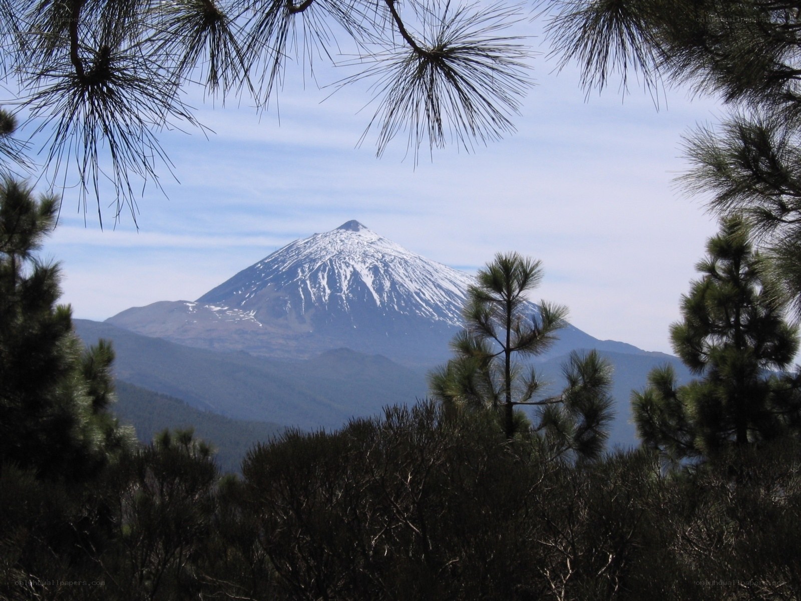 Snow-capped mountain through pine trees