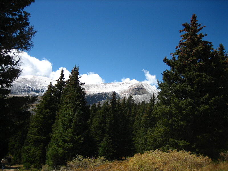 Snow-capped mountain through trees