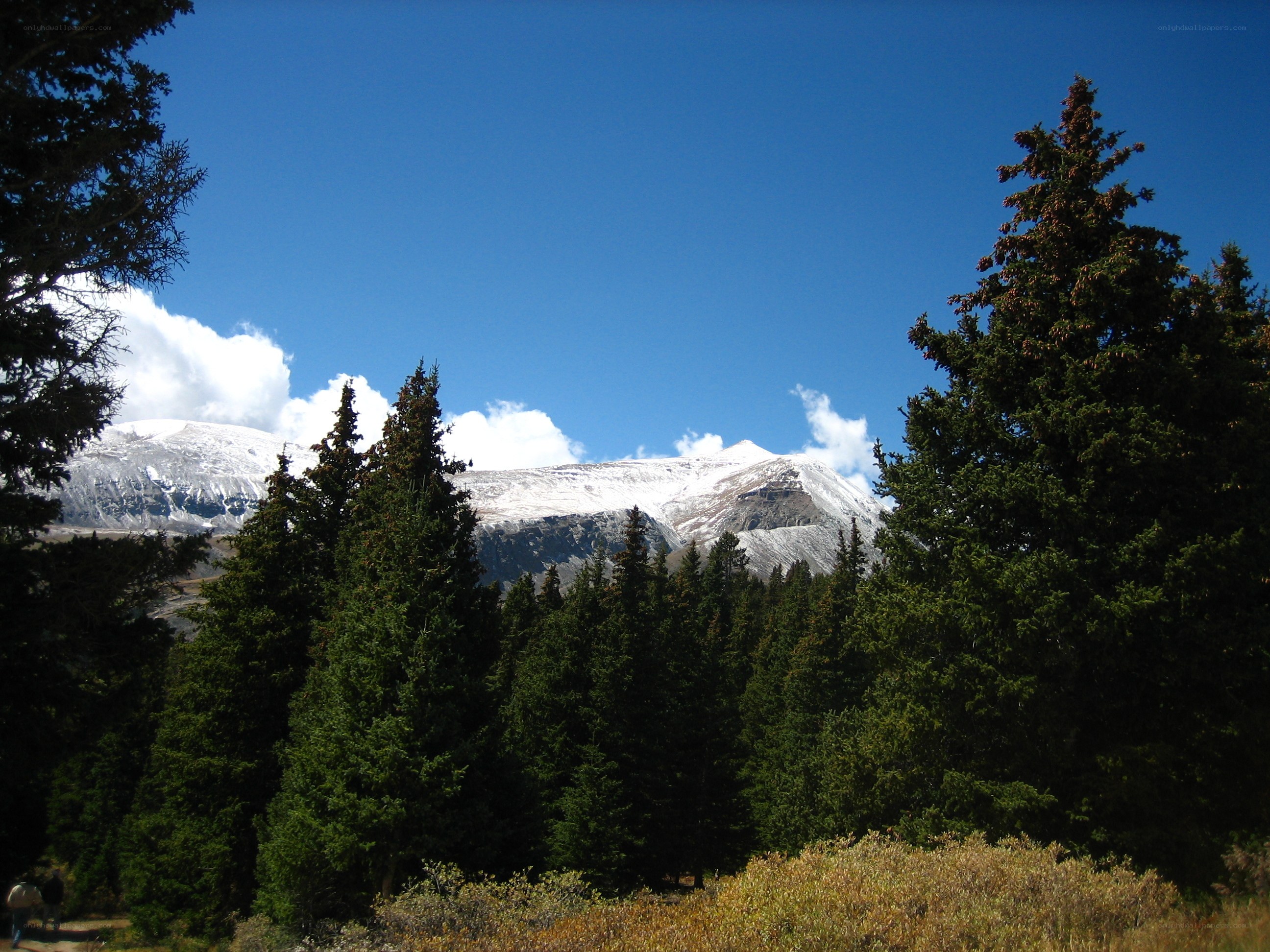 Snow-capped mountain through trees