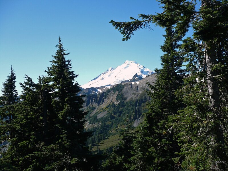 Snow-capped mountain through trees