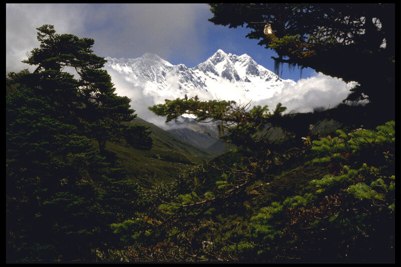Snow-capped mountain through trees
