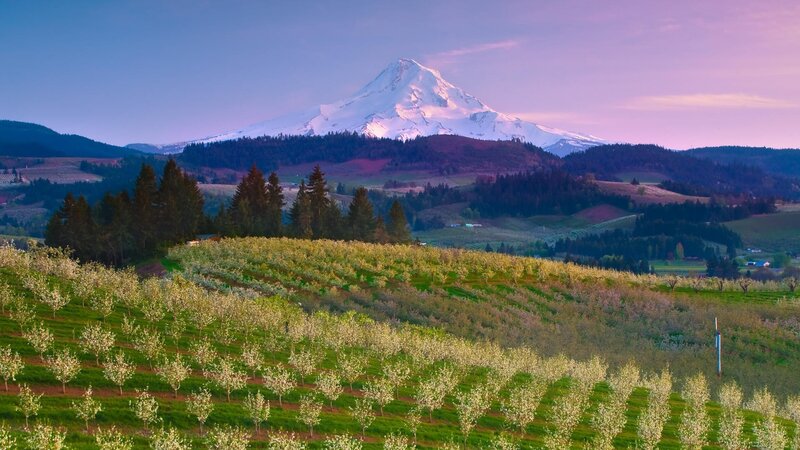 Snow-capped Mountain View — Purple, Serene