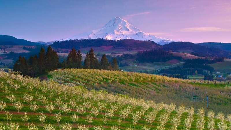 Snow-capped Mountain View — Purple