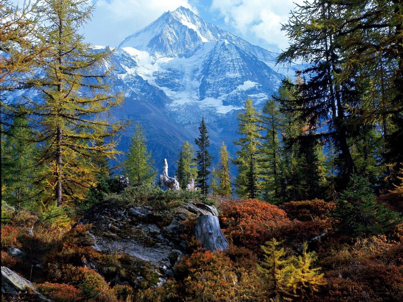 Snow-capped mountain with autumn forest