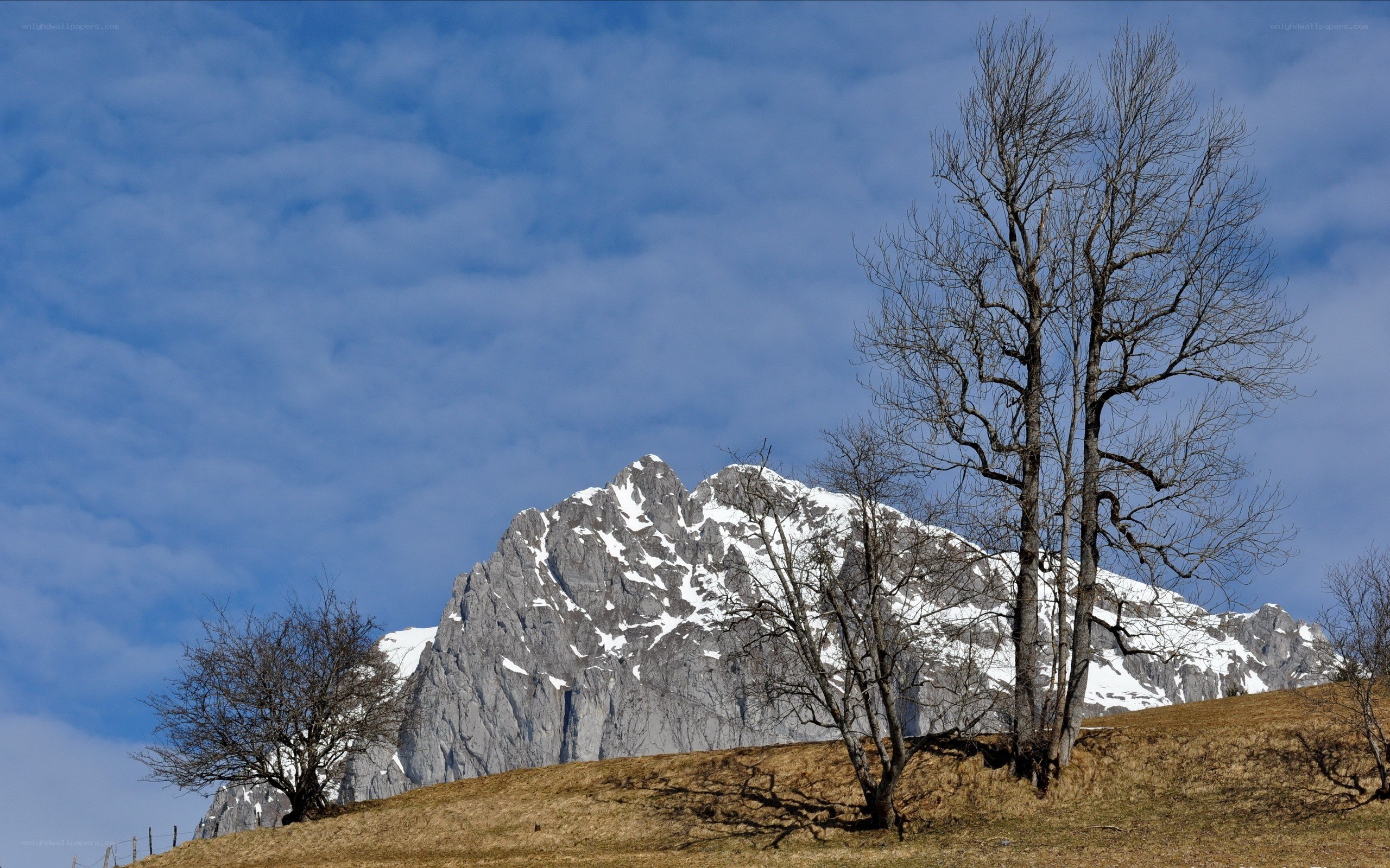 Snow-capped mountain with bare trees
