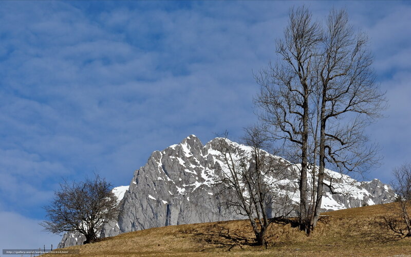 Snow-capped mountain with bare trees