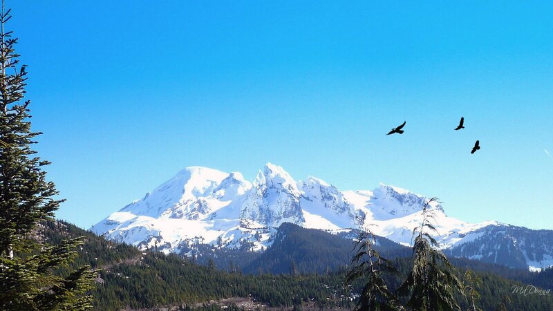 Snow-capped mountain with birds