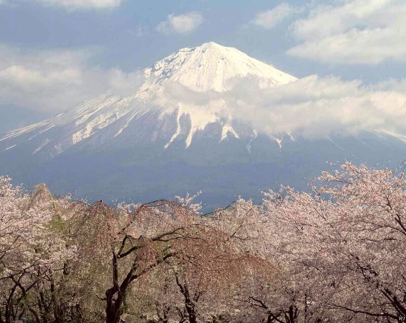 Snow-capped Mountain with Cherry Blossoms