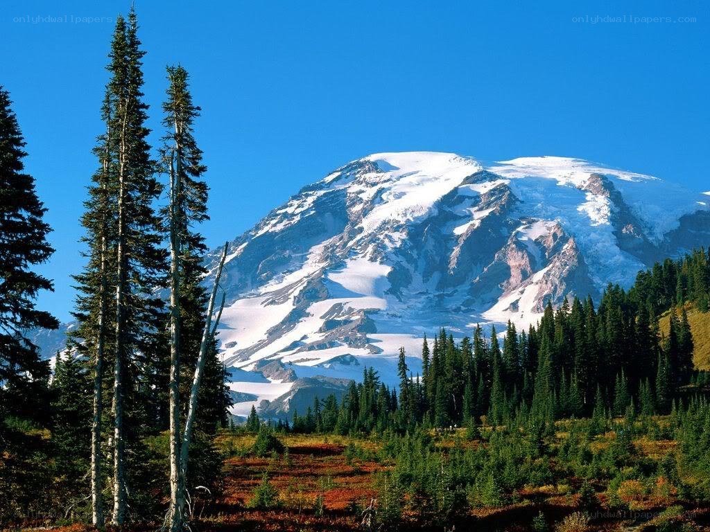 Snow-capped mountain with evergreens