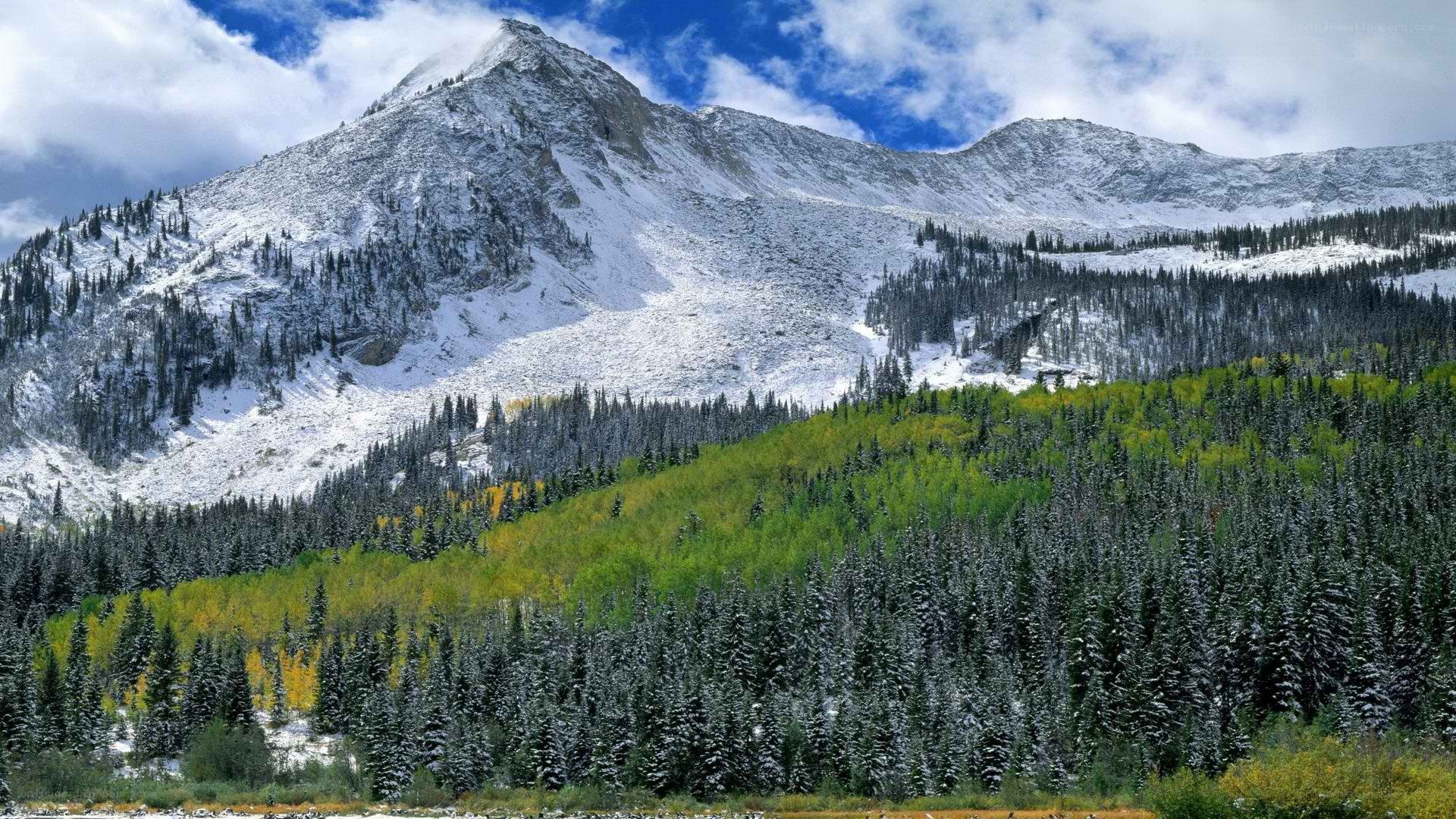 snow-capped mountain with forest