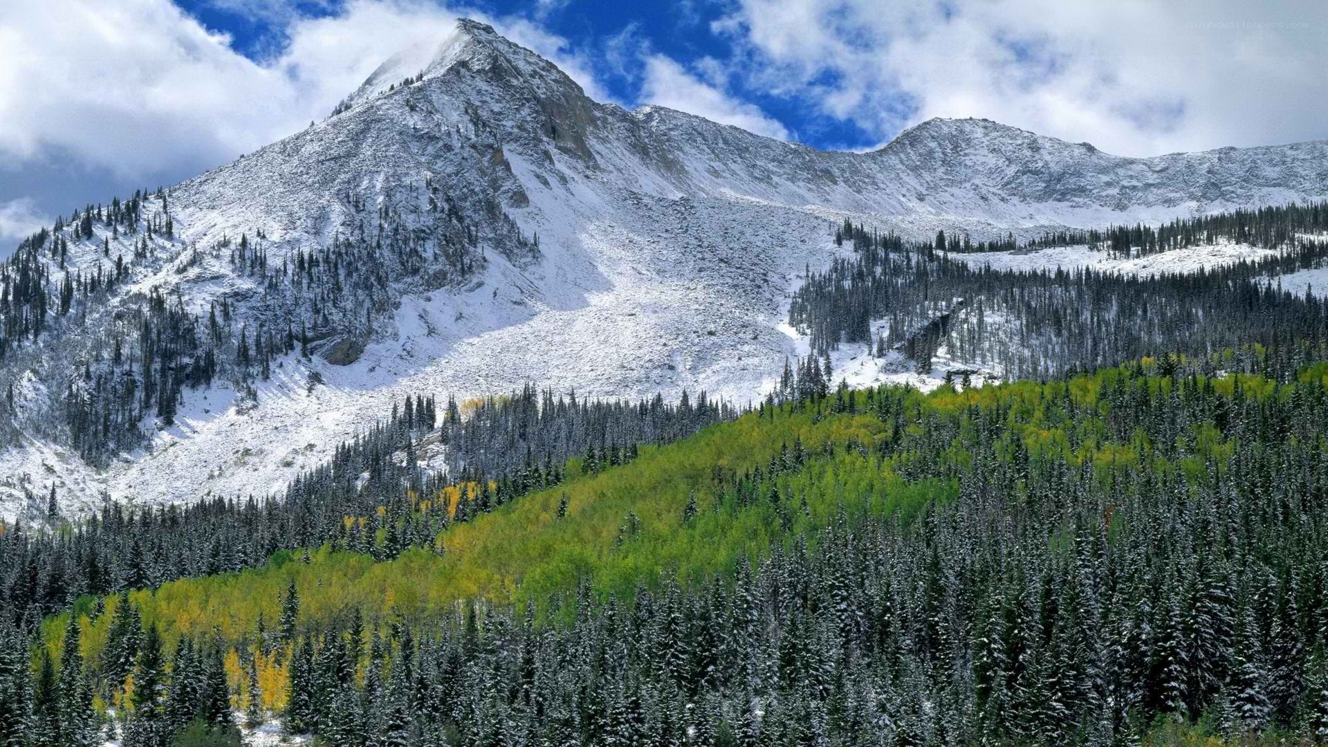snow-capped mountain with forest