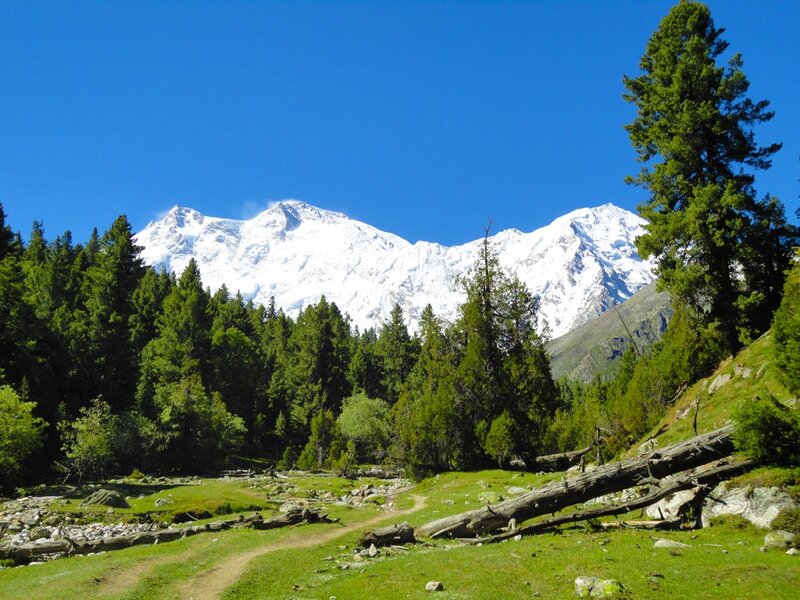Snow-capped mountain with forest