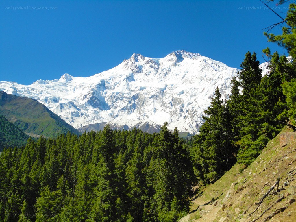 snow-capped mountain with forest