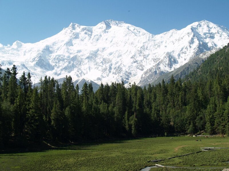 snow-capped mountain with forest