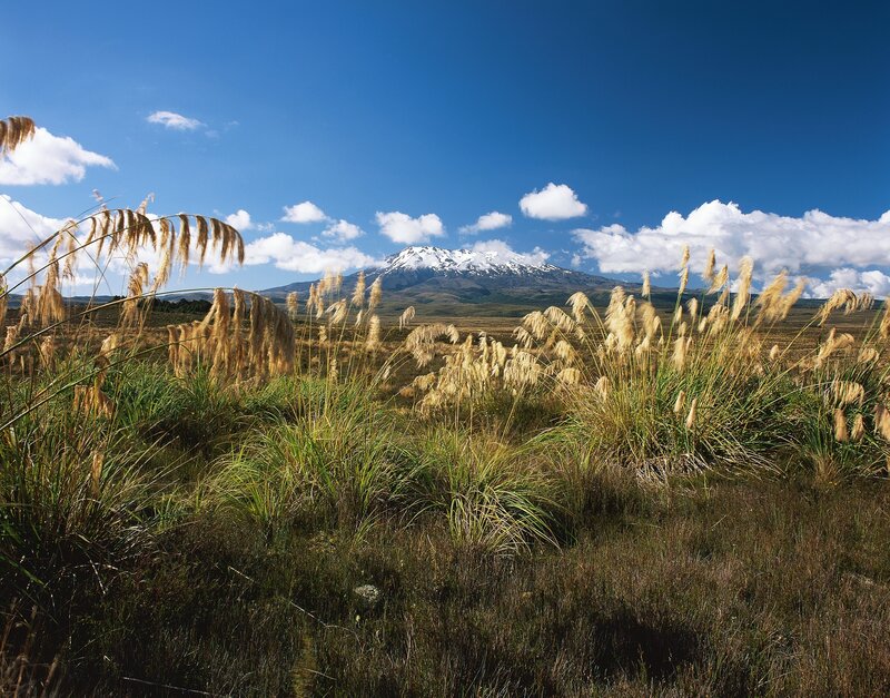 Snow-capped mountain with grasses