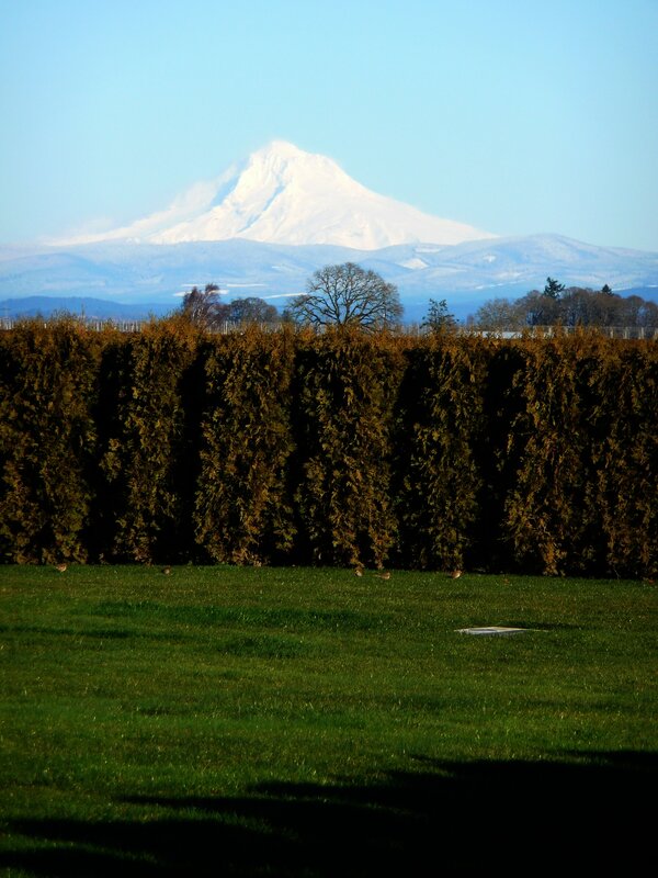 Snow-capped mountain with hedge