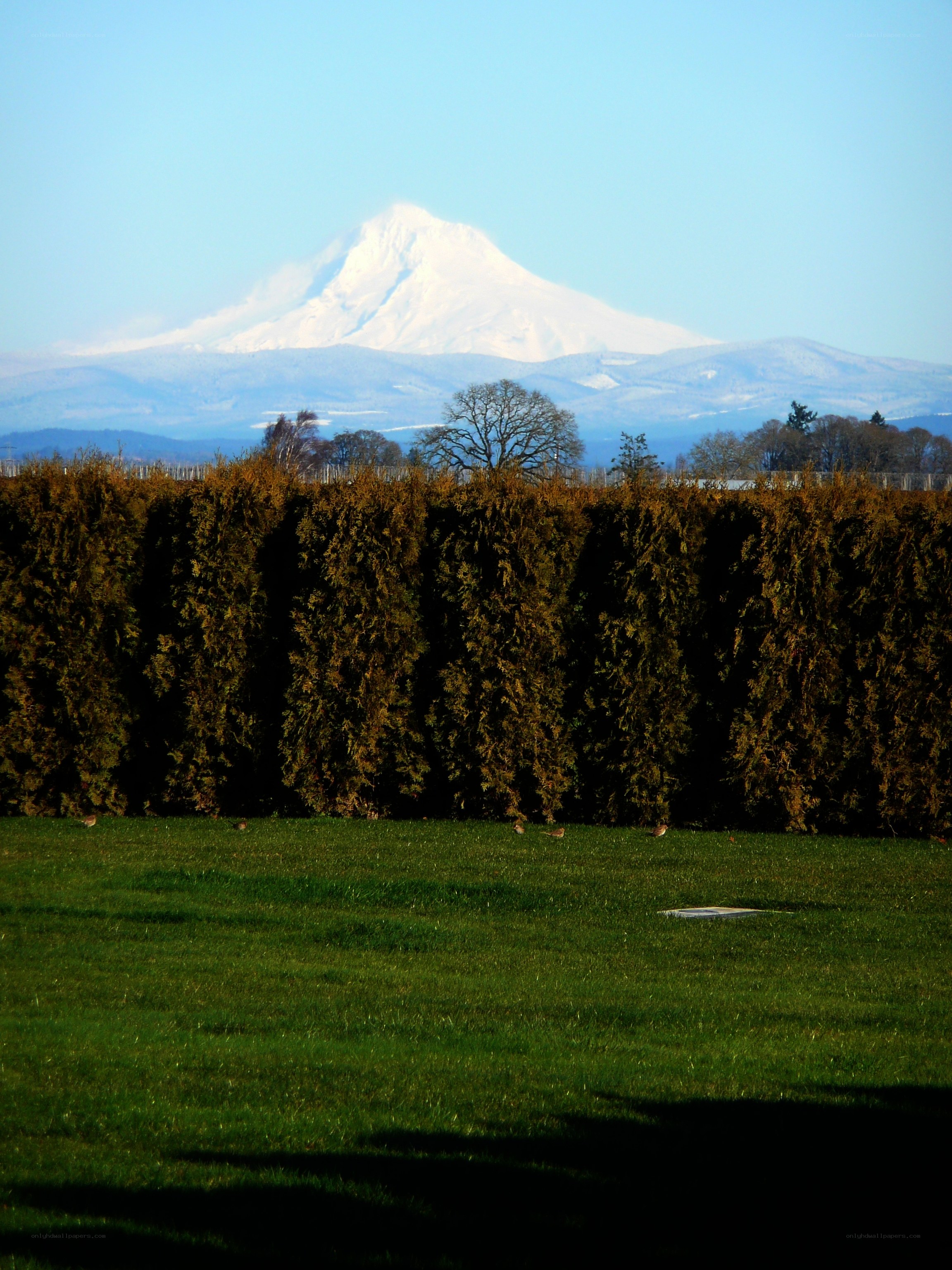 Snow-capped mountain with hedge