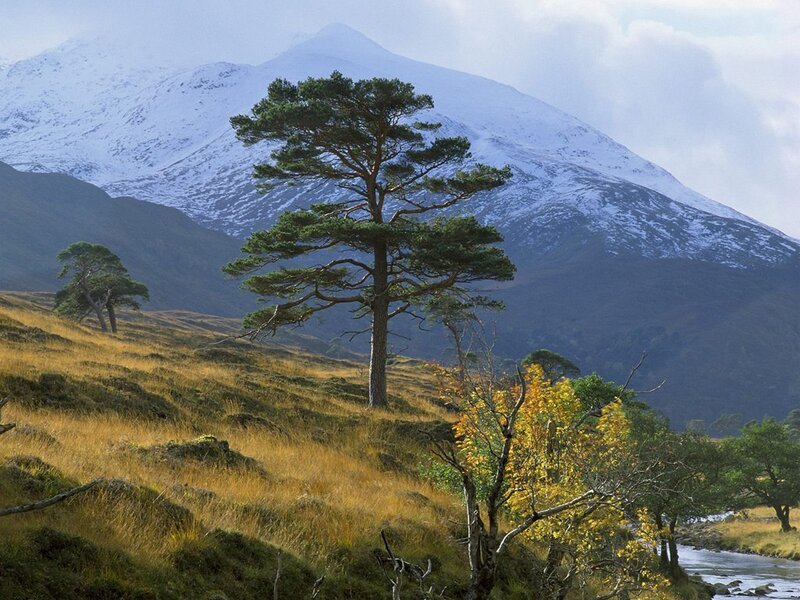 Snow-capped mountain with lone pine