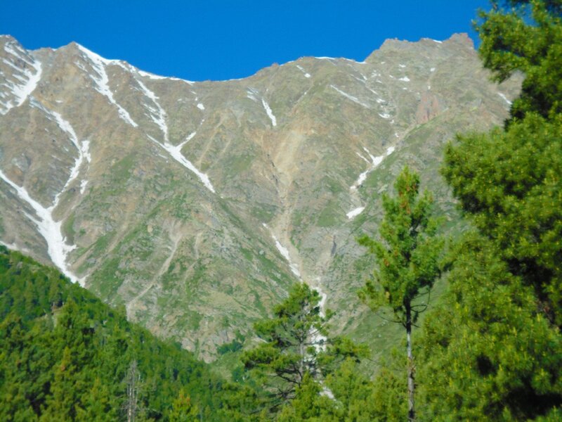 snow-capped mountain with pine trees