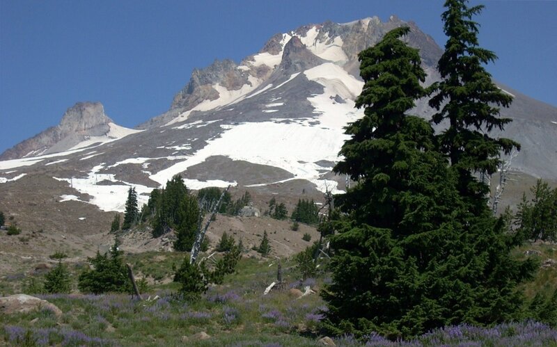 Snow-capped mountain with purple flowers