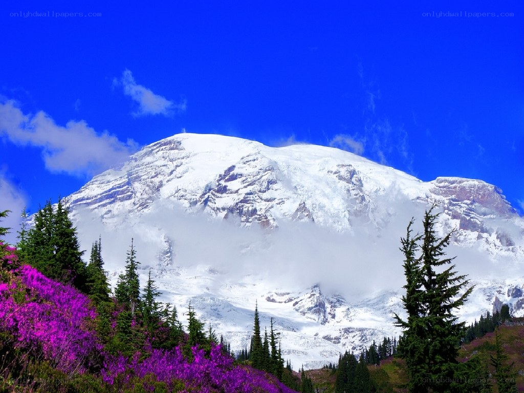 Snow-capped mountain with purple flowers