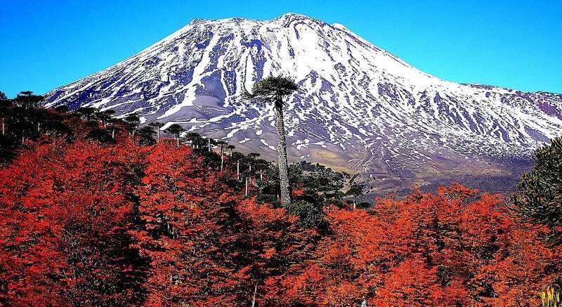 Snow-capped Mountain with Trees
