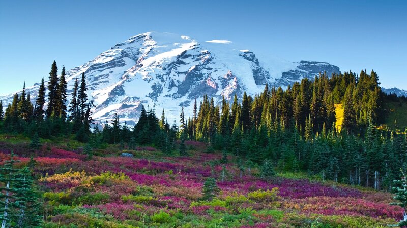 Snow-capped mountain with wildflowers