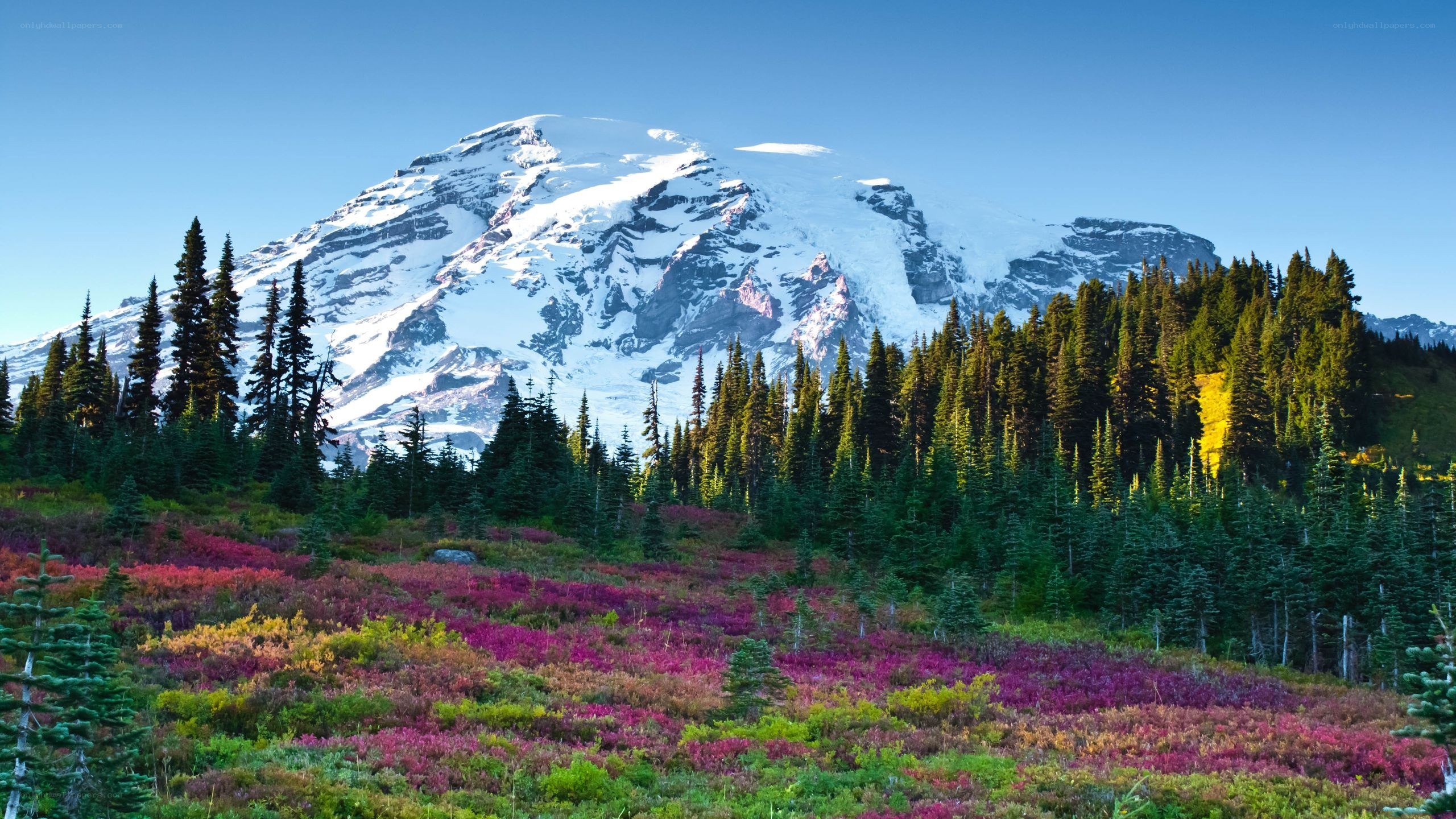 Snow-capped mountain with wildflowers